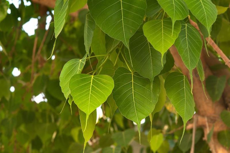 Cây bồ đề (cây đề), tên khoa học là Ficus religiosa L dùng để chữa các bệnh về răng