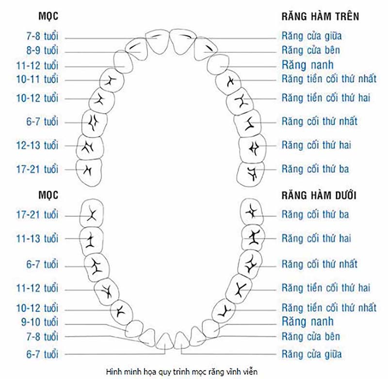 Quá trình phát triển của răng