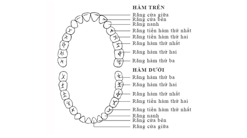 Răng hàm và vị trí của chúng trong cung hàm