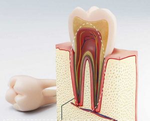 Tủy răng và tầm quan trọng của tủy răng với sức khỏe con người