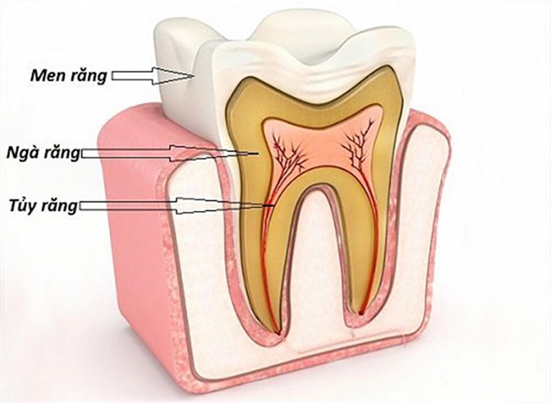 Men răng bảo vệ ngà và tủy răng