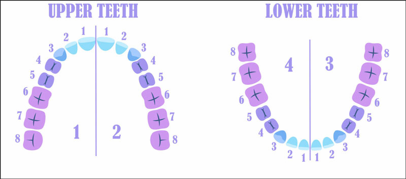 Răng số 4 có cả ở hàm trên và hàm dưới