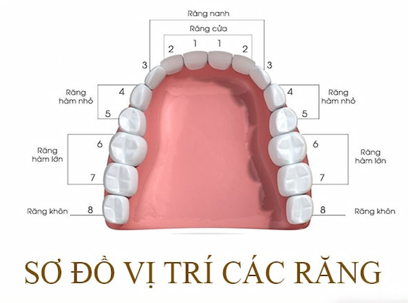 Răng cấm vốn là răng số 6 thuộc nhóm răng hàm lớn