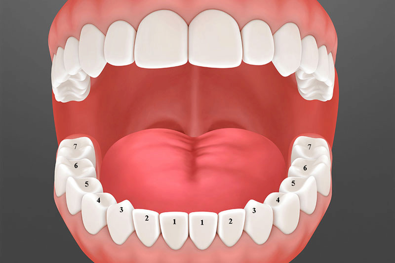 Răng cấm đóng vai trò quan trọng trong hàm răng