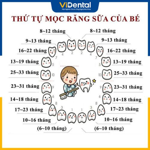 Chu trình mọc răng thông thường ở trẻ