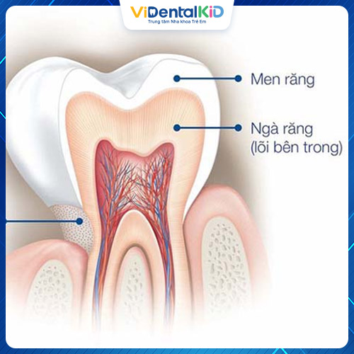 Men răng được đánh giá là cơ quan cứng nhất của răng